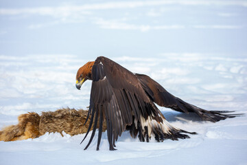 Naklejka premium A bird of prey hunts its prey. A large eagle caught a fox against a backdrop of snow. Falconry. Berkutchi. A national tradition of Asia. A golden eagle sits in the snow, clinging to its prey.