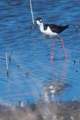Naklejka premium Pied Avocet (Recurvirostra avosetta) in the Klamath Basin National Wildlife Refuge