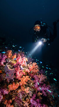 A scuba diver illuminates colorful soft corals using a bright flashlight during an exciting night dive. Small glowing reef fish swim around the dark mysterious water now.