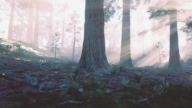 Ancient tree amid misty forest rays, massive roots over rocky floor, sunbeams piercing fog, mosscovered boulders and quiet atmosphere suited to legend, fantasy