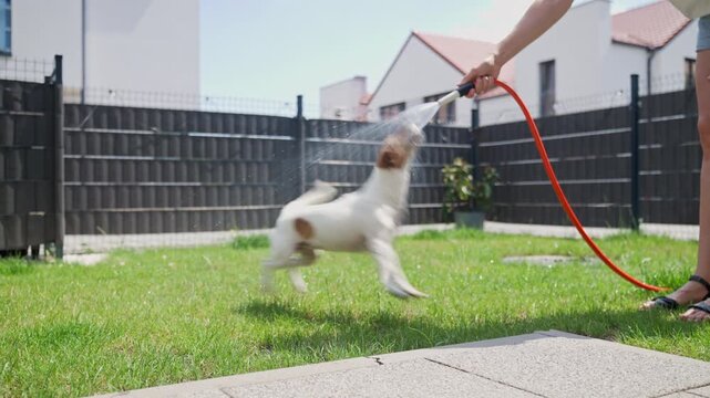 Woman sprays water from garden hose and dog jumps to catch it on lawn