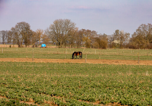 Single brown horse grazing in a rural pasture