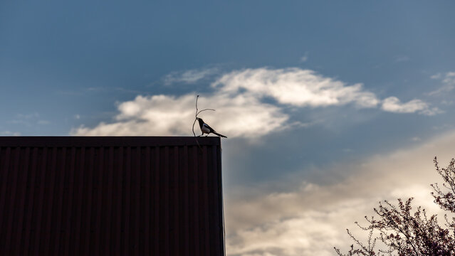 Eurasian magpie carrying a branch on a rooftop