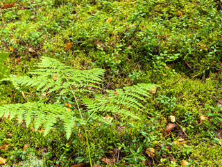 Green fern leaf with lingonberry bushes on lush forest floor © Vertstyle