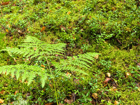 Green fern leaf with lingonberry bushes on lush forest floor