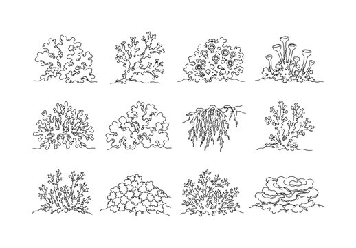 Intricate Lichen Growths, one-line drawing set of 12 continuous single-line botanical icons featuring branching lichen, moss clusters, ecological textures and wild forest organisms, arranged in a 4x3