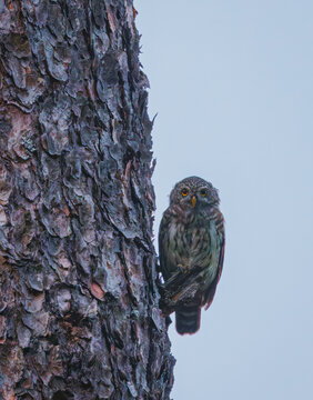 Eurasian pygmy owl - Glaucidium passerinum in its natural environment