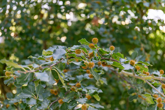 European beech branch with developing beechnuts