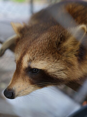 A raccoon face close-up, Thailand © viabadalona