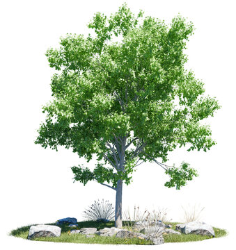 Realistic green garden tree situated on a grassy base circled with natural rocks, isolated on a transparent background for 3D collages