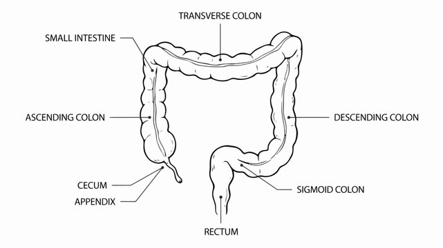 Detailed illustration of the human digestive system showcasing the large intestine and associated organs anatomy digestive system colon gastrointestinal