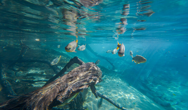 Silver Freshwater Fish Gliding Above a Submerged Log in Rio da Prata