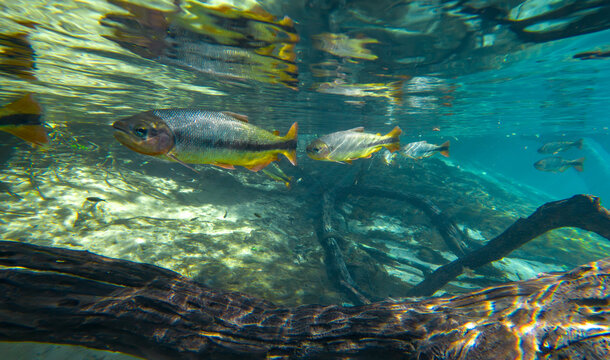 Silver Fish Gliding Beneath Rippling Surface Above a Submerged River Log