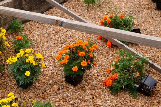 Orange and yellow marigolds in greenhouse