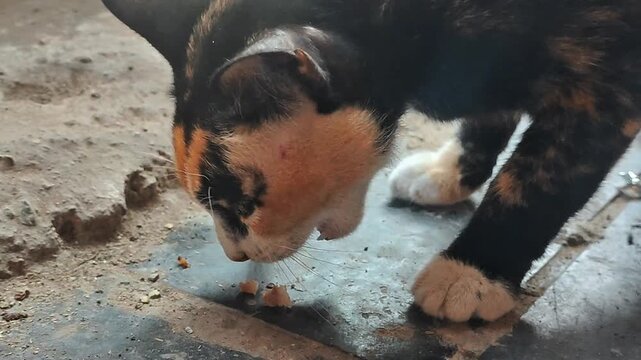 Calico Cat Eating Food Outdoors