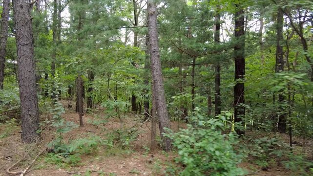 Scenery beside a forest path