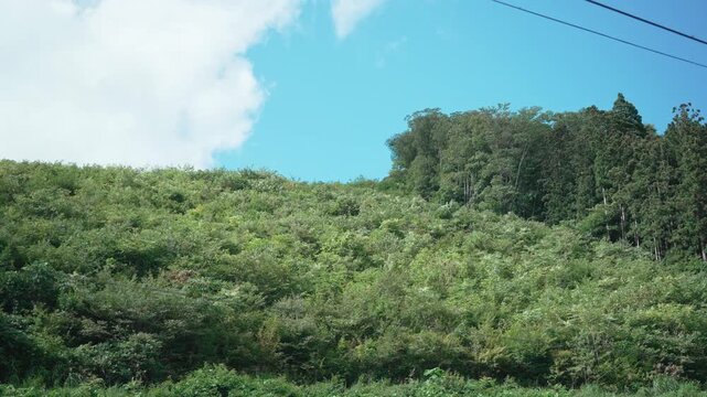 木を伐採したあと再び茂っている山の斜面