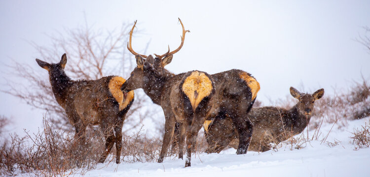A deer in the mountains in winter with falling snow. Close-up of red deer against a snowy backdrop. Winter Christmas landscape with wild animals.