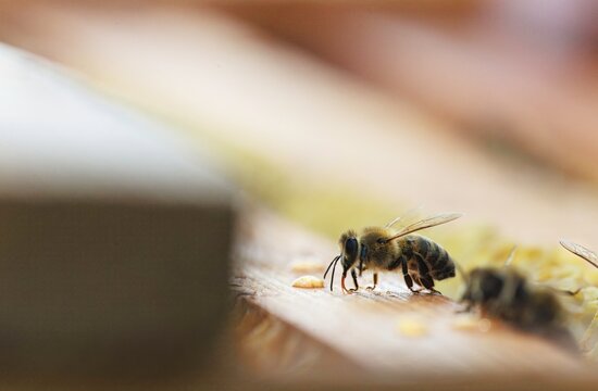 Bees work diligently on a textured wooden surface, collecting pollen granules. The warm sunlight highlights their delicate features, emphasizing their importance in pollination and biodiversity