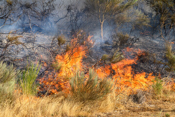 Forest fire with flames and smoke The Concept of emergency © VicVaz
