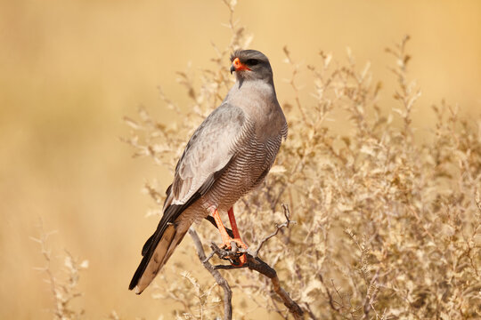 pale chanting goshawk, Melierax canorus, high on his lookout 479