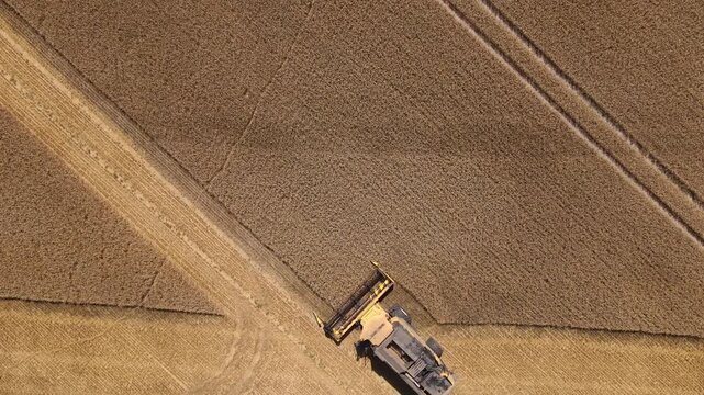 Combine harvester cutting wheat in a large field from above