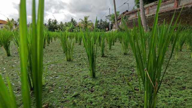Young rice plants growing in rows on rice fields in Ubud, Bali, with palm trees and local houses visible on the horizon under a cloudy sky.