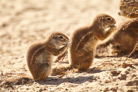 ground squirrels, Xerus inauris, in Kalahari eat seeds 605
