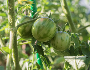 Fresh cherry tomatoes ripening on plants in vegetable garden, organic agriculture, gardening and summer harvest concept © Olha