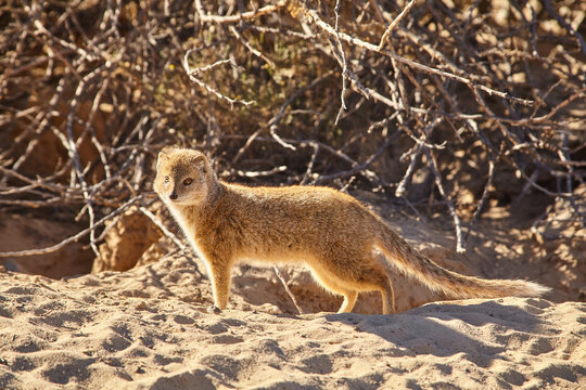 yellow mongoose, Cynictis penicillata, in front of the burrow, close 938