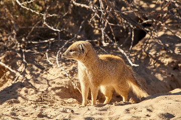 yellow mongoose, Cynictis penicillata, close to the burrow 957
