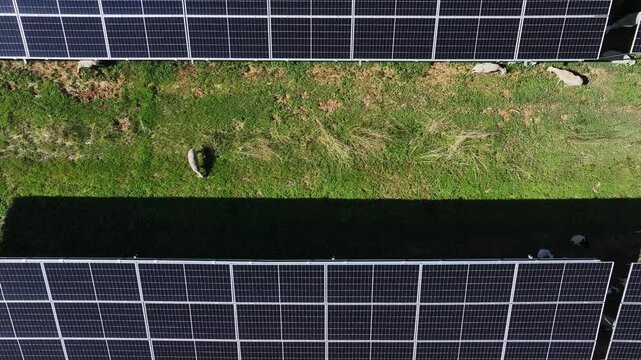 Aerial view of sheep grazing between rows of solar panels in a photovoltaic farm