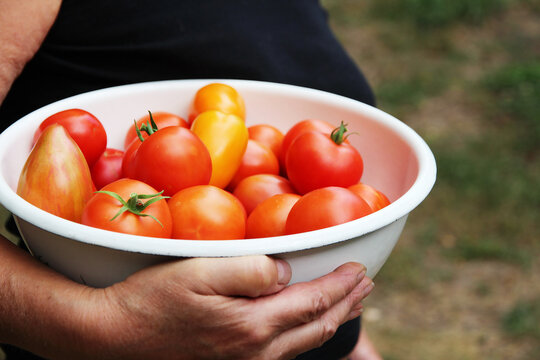 A colorful of ripe tomatoes picked from a home garden is held in a bowl by a farmer in a close-up outdoor, fresh produce, healthy eating, gardening, and summer harvest.
