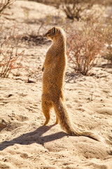 yellow mongoose, Cynictis penicillata, stands upright in the Kalahari, close 964  © meyblume