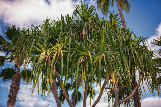 Pandanus Tree with Coconut Palms in the Background.