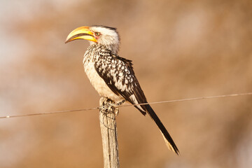southern yellow-billed hornbill, Tockus leucomelas, on a fence post 062  © meyblume