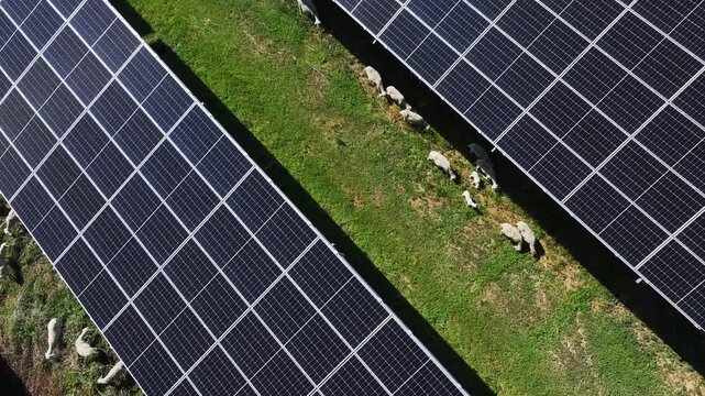 Aerial view of sheep grazing between rows of solar photovoltaic panels on green pasture