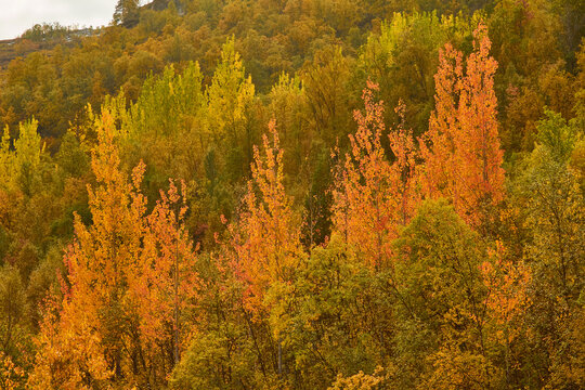 autumnally colored birches shine in the sun of northern Sweden 990