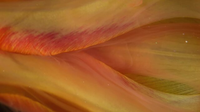 Vertical video. Color flower explosion. Mix paint fluid. Defocused pink smoke yellow orange plant tulip nature on abstract art background.