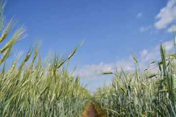 Fototapeta premium Green Barley Stalks Lining Narrow Path Under Blue Sky In Rural Field With Clouds And Summer Daylight, Low Angle View Across Crop Rows.