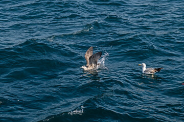 Fototapeta premium Seagull splashing water while landing on deep blue sea water next to another swimming gull. Dynamic nature and wildlife shot in open ocean.