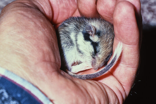 young garden dormouse, Eliomys quercinus, sleeps curled in the hand of a man 022 
