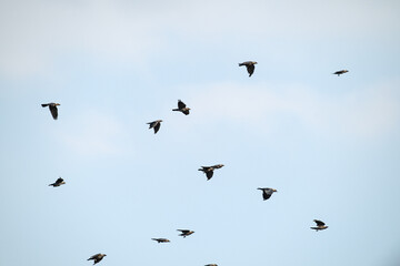 Naklejka premium A flock of black birds flying across a bright blue sky. Natural wildlife stock photo representing freedom, migration, and open sky concept.