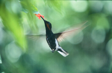Naklejka premium black jacobin, Florisuga fusca, feeding on a flower 232 
