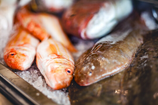 Horizontal close up of fresh red mullet and sole fish displayed on ice at a local market