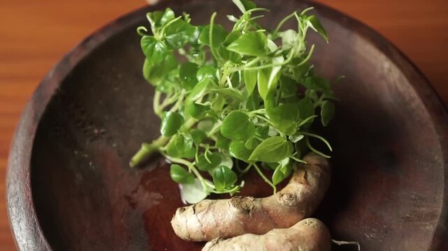 plant herbal use, fresh peperomia pellucida leaves, peperomia pellucida medicinal plant with turmeric in a wooden container, 