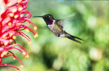 Naklejka premium hummingbird amethyst woodstar, Calliphlox amestystina, feeding on a flower 235