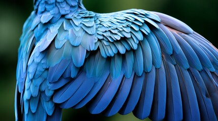 Obraz premium Close-up of vibrant blue bird feathers, showcasing intricate details and textures.