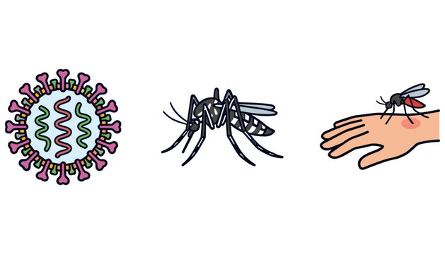Mosquito Borne Disease and Dengue Fever Vector Graphic Set Featuring Virus Cell Structure Aedes Mosquito and Insect Bite on Human Hand for Public Health Awareness Materials