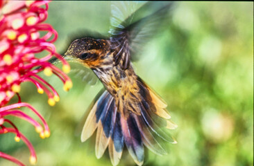 Naklejka premium planalto hermit, Phaethornis pretrei, feeding on a flower 238 